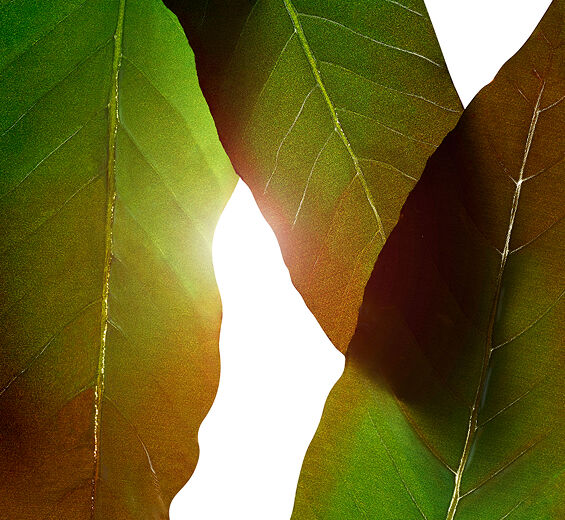 Huang qi-Extracto de huang qi-Engelhardtia chrysolepis leaf extract