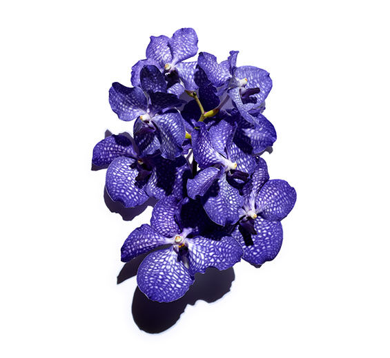 Orquídea azul-Extracto de orquídea azul-Orchid extract,vanda coerulea extract