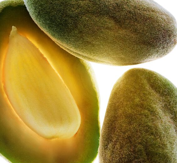 Almendro-Aceite de almendra dulce bio-Prunus amygdalus dulcis (sweet almond) oil