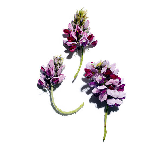 Pueraria lobata-Extracto de Pueraria lobata-Pueraria lobata root extract