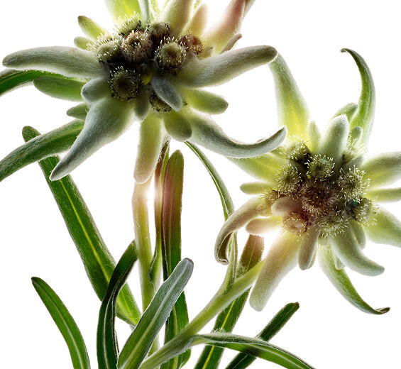 Edelweiss-Extracto de edelweiss bio-Leontopodium alpinum extract