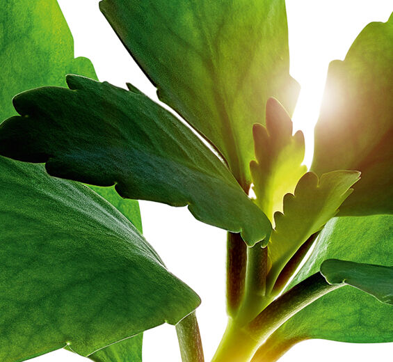 Kalanchoe-Extracto de Kalanchoe bio-Kalanchoe pinnata leaf extract
