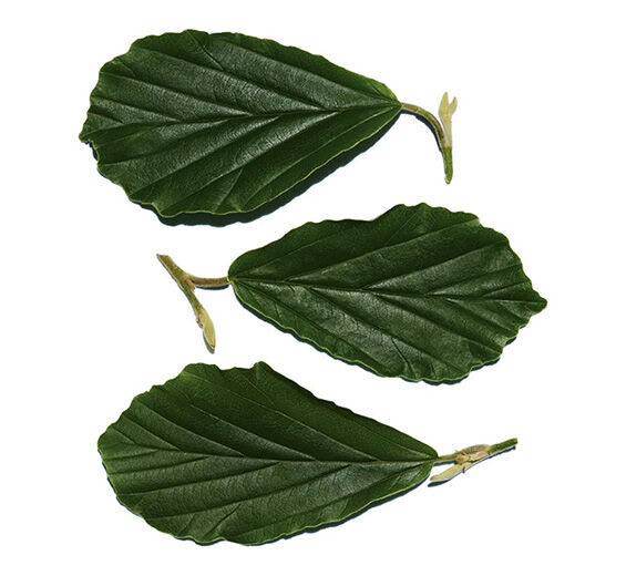 Hamamelis-Extracto de hamamelis-Hamamelis virginiana (witch hazel) leaf extract