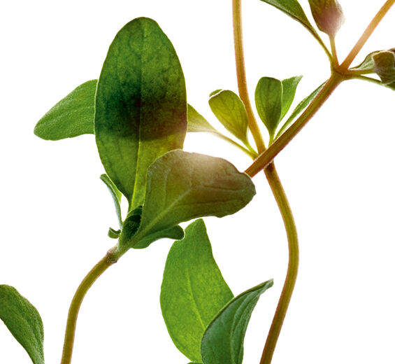 Mejorana-Aceite esencial de mejorana-Origanum majorana leaf oil