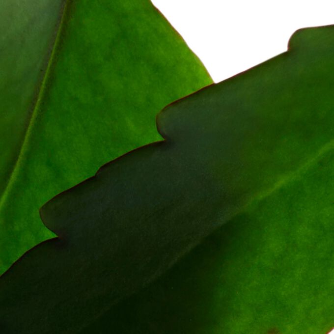 Fresh Scrub- Exfoliante de Rostro