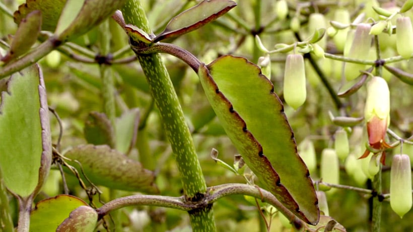 Kalanchoe