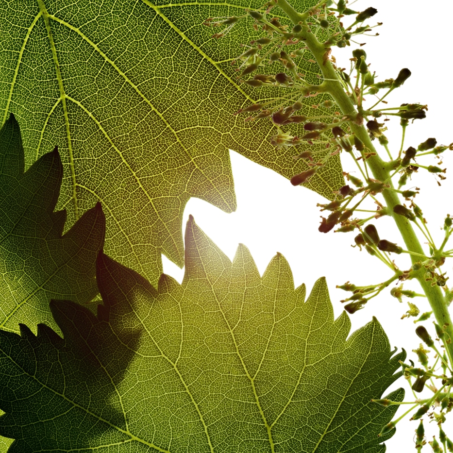 Vid-Extracto de c&eacute;lulas de flor de vid-Vitis vinifera (grape) flower cell extract