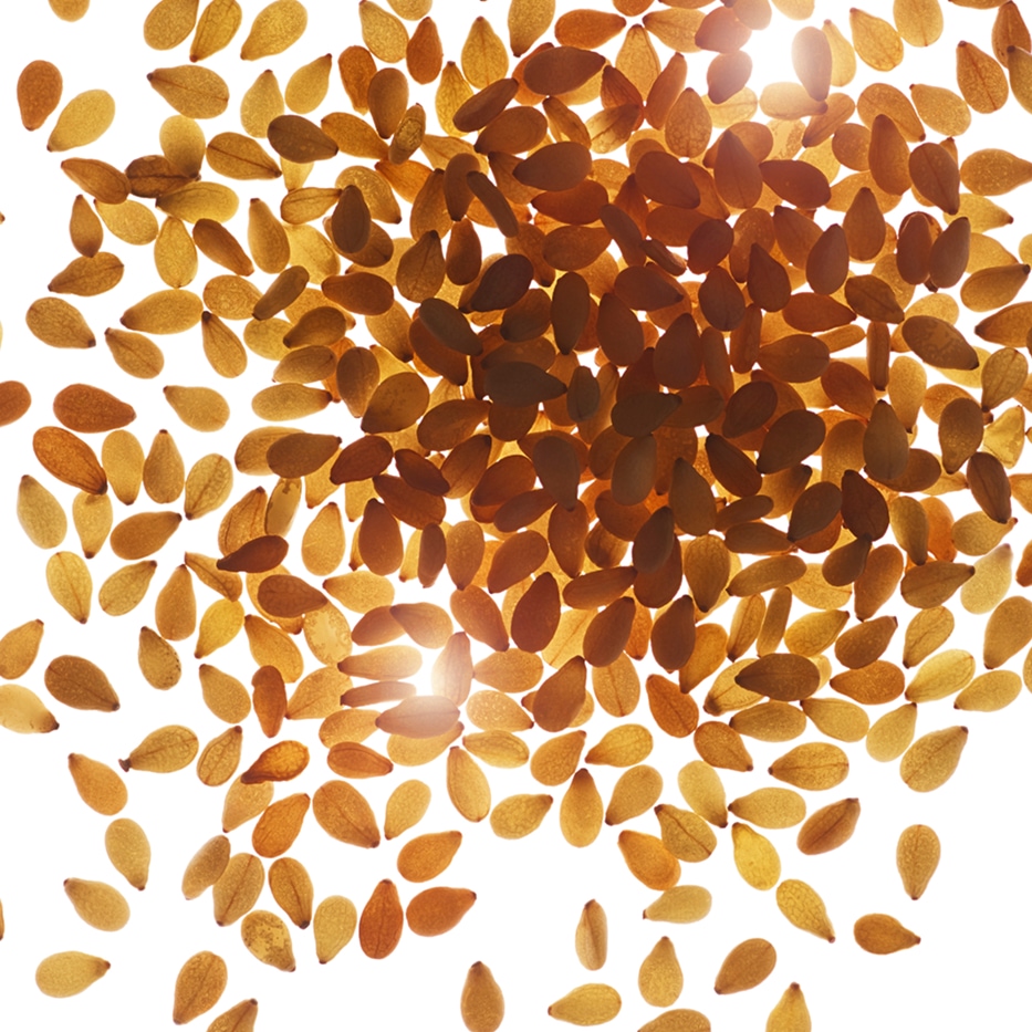 S&eacute;samo-Aceite de s&eacute;samo bio-Sesamum indicum (sesame) seed oil