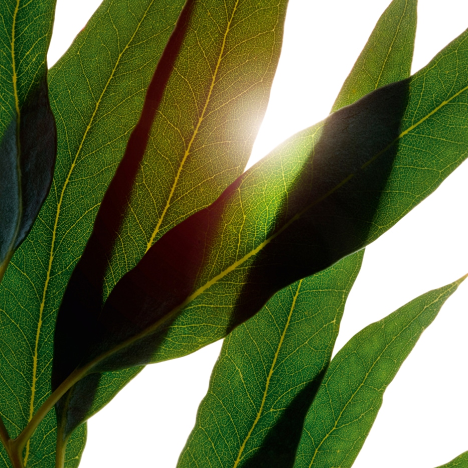 Eucalipto-Aceite esencial de eucalipto bio-Eucalyptus globulus leaf oil