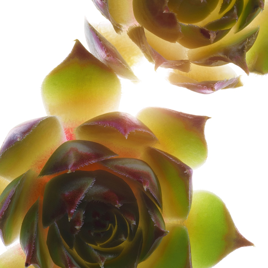 Siempreviva mayor-Extracto de siempreviva mayor bio-Sempervivum tectorum extract