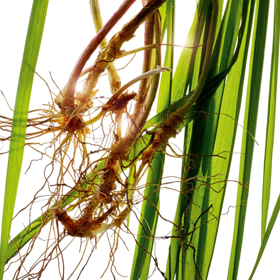 Agropyron-Extracto de Agropyron bio-Agropyron repens root extract