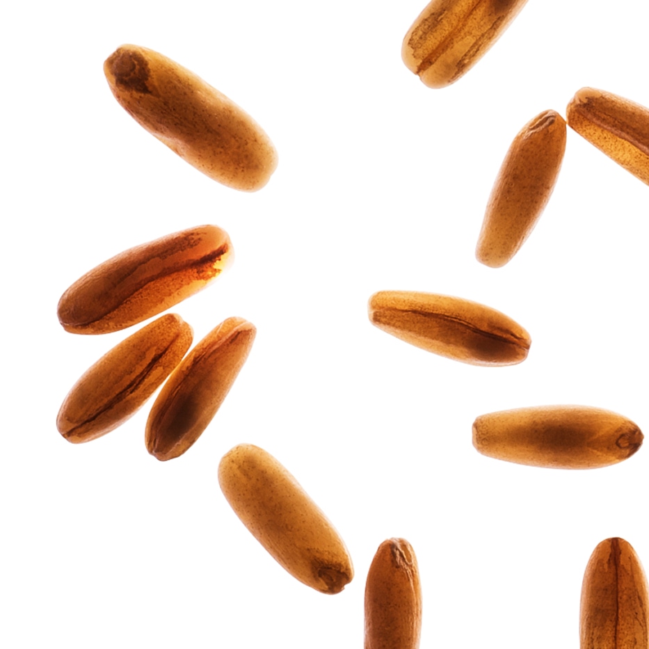 Avena-Az&uacute;cares de avena bio-Avena sativa (oat) kernel extract