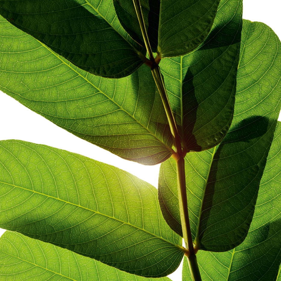 Espiga de oro-Extracto de espiga de oro-Cassia alata leaf extract