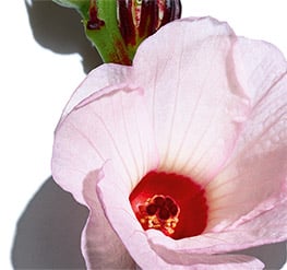 Flor de hibisco