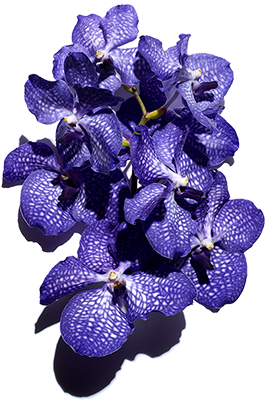 Orquídea azul