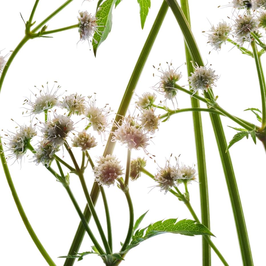 San&iacute;cula-Extracto de san&iacute;cula bio-Sanicula europaea extract