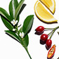 Ingredientes