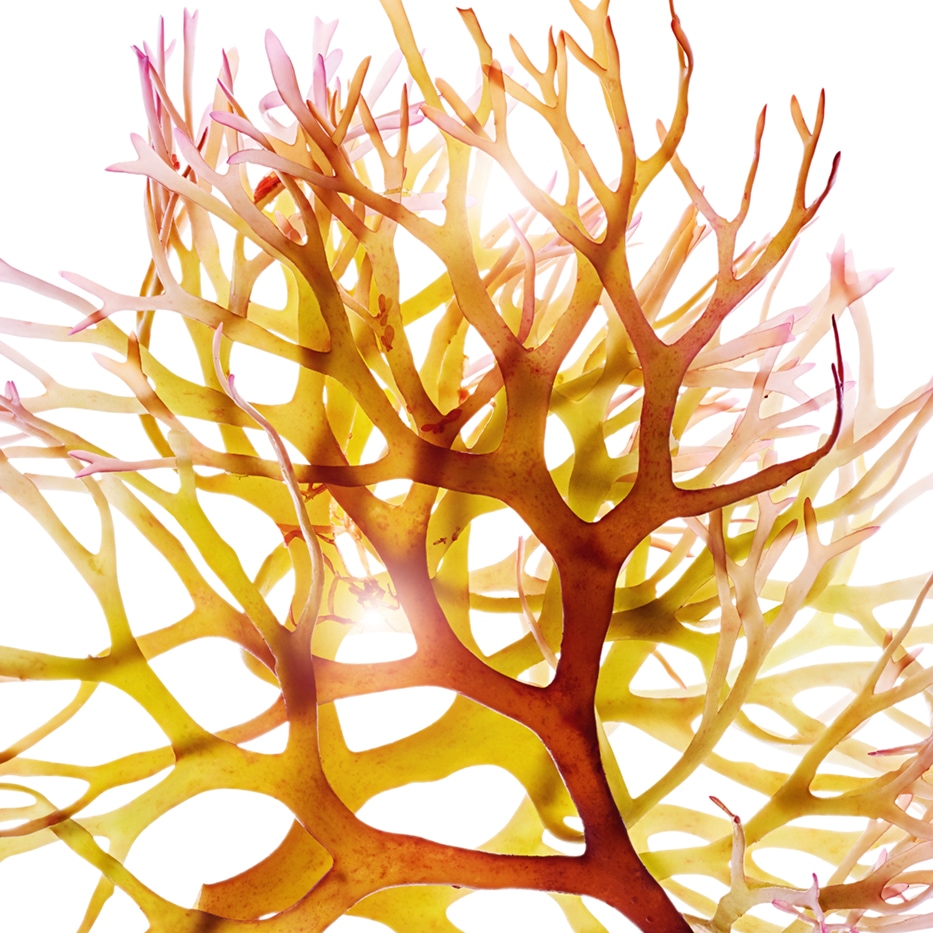 Musgo de Irlanda-Extracto de musgo de Irlanda-Chondrus crispus (carrageenan) extract