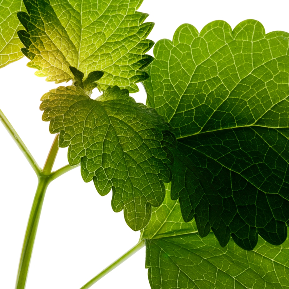 Toronjil-Extracto de toronjil bio-Melissa officinalis leaf extract