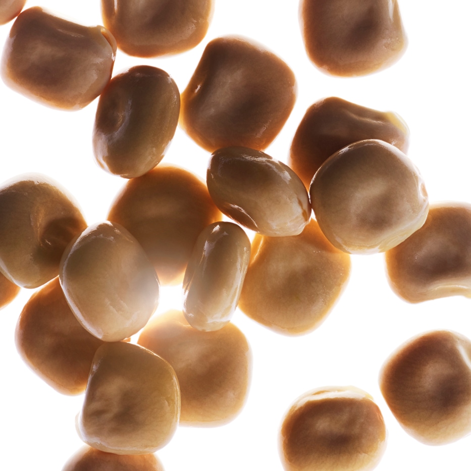 Altramuz blanco-Extracto de altramuz blanco bio-Hydrolyzed lupine protein