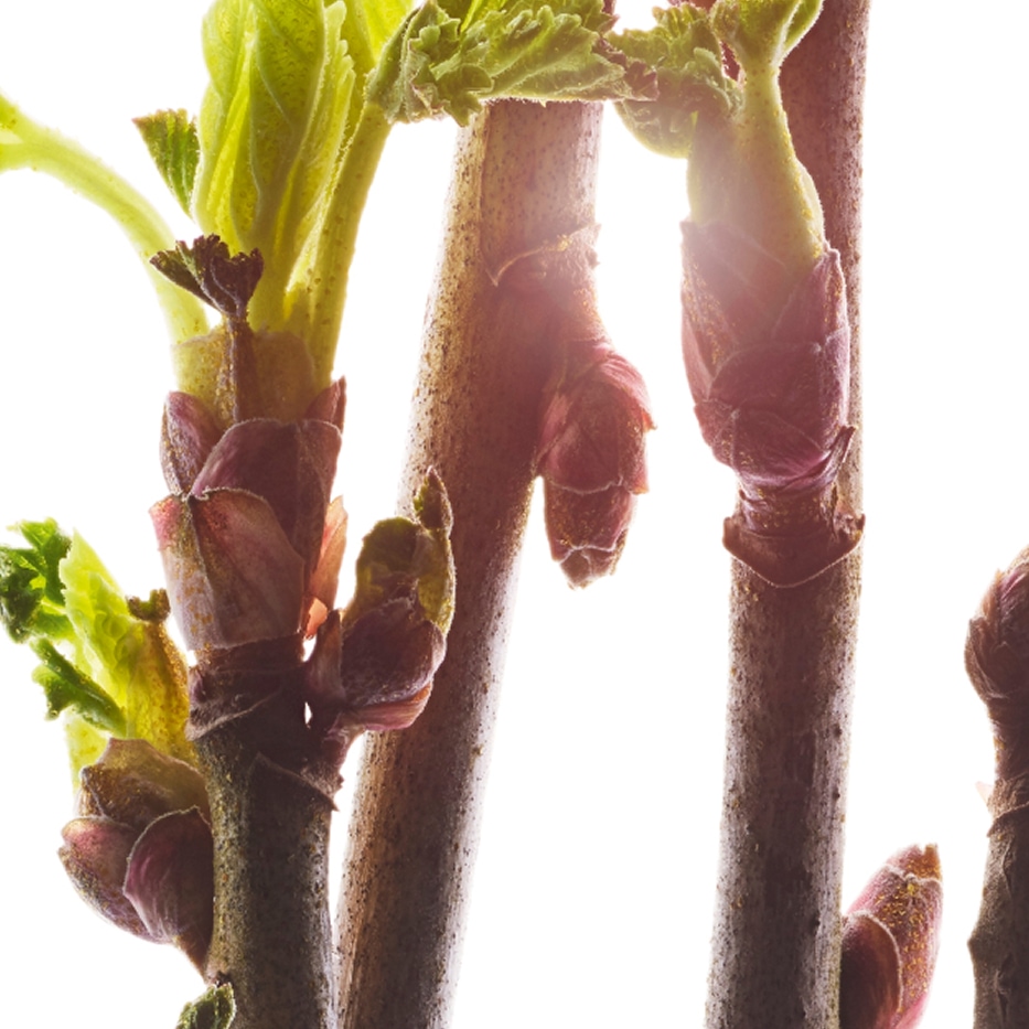 Grosellero negro-Extracto de yema de grosellero negro bio-Ribes nigrum (black currant) bud extract