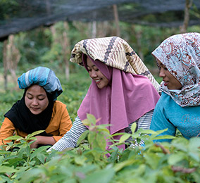 Foto de mujeres trabajando en los arrozales 