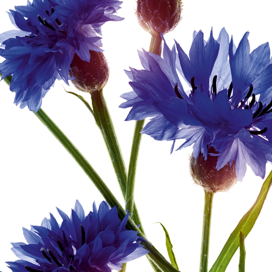 Aciano-Extracto de aciano bio-Centaurea cyanus flower extract