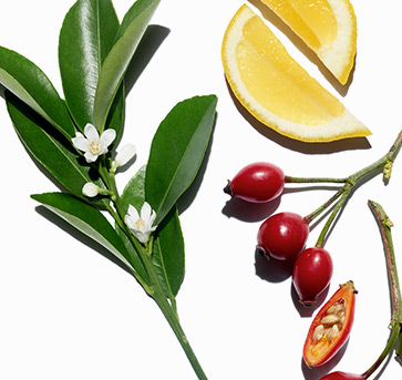 Imagen de ingredientes y plantas