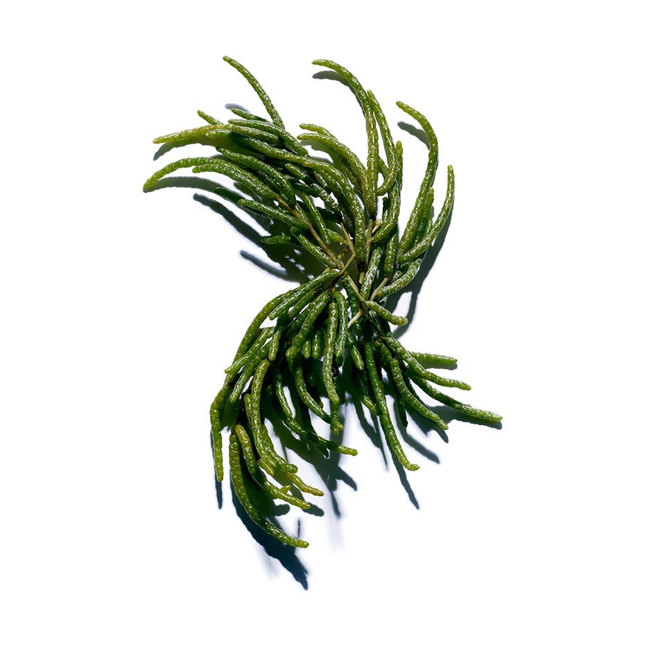 Salicornia