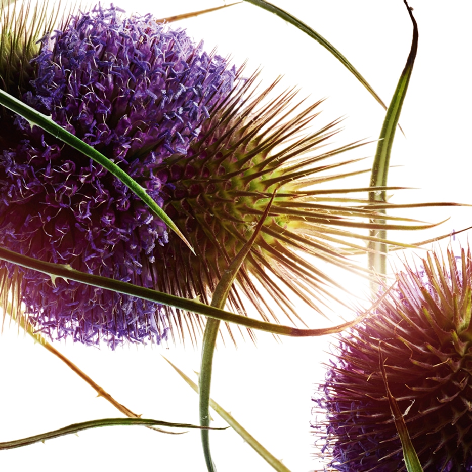 Cardencha-Extracto de cardencha bio (planta bio)-Dipsacus sylvestris extract