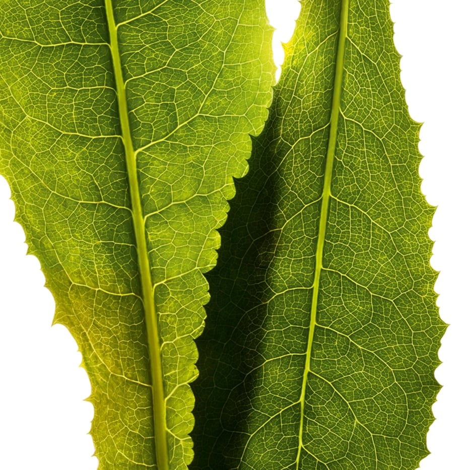 Achicoria-Extracto de achicoria-Cichorium intybus (chicory) leaf extract