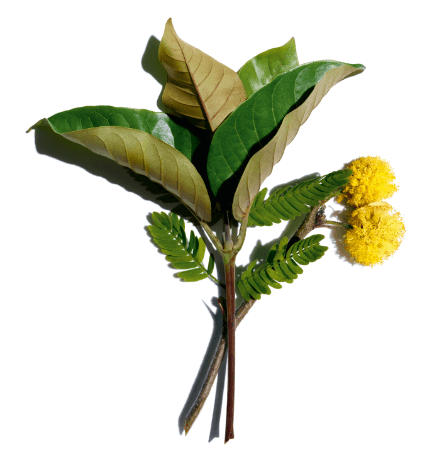 Harungana bio y flor de espinillo blanco