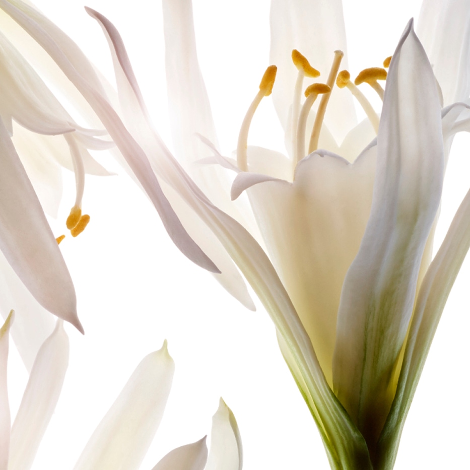 Azucena de mar-Extracto de azucena de mar bio-Pancratium maritimum extract