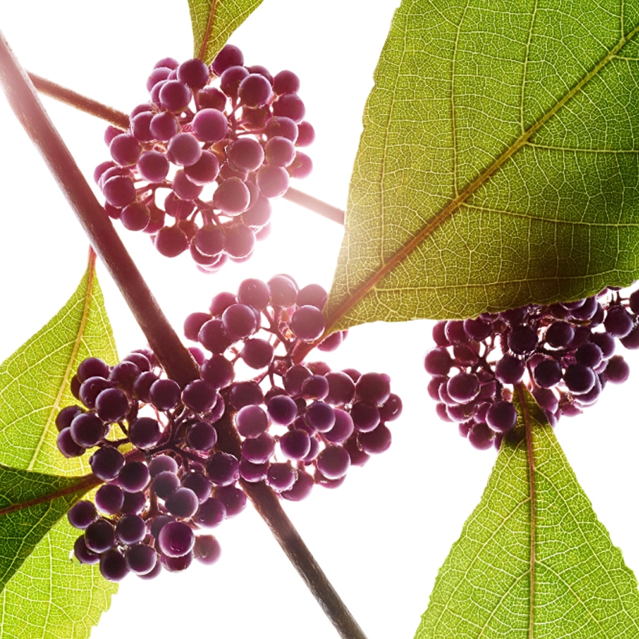 Callicarpa-Extracto de callicarpa-Callicarpa japonica fruit extract