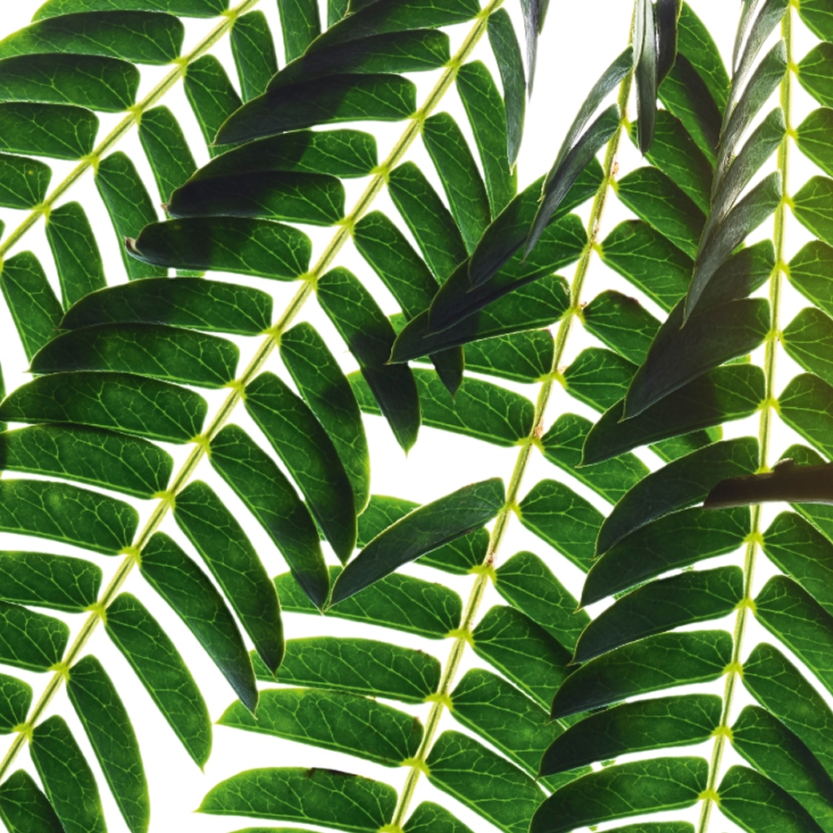 Albizia-Extracto de albizia-Albizia julibrissin bark extract