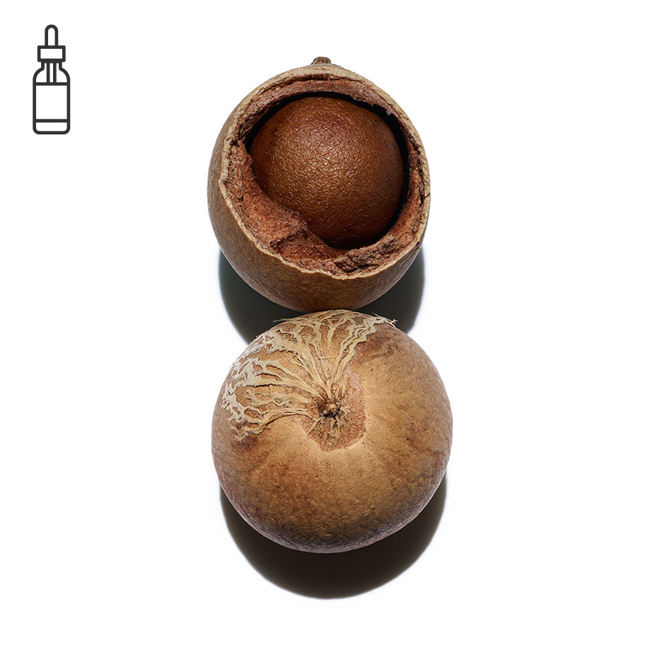Tamanu-Aceite de tamanu bio-Calophyllum inophyllum seed oil