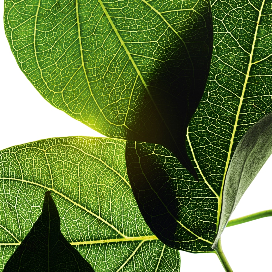 Gymnema gymnema sylvestre-Extracto de gymnema silvestre-Gymnema sylvestre leaf extract