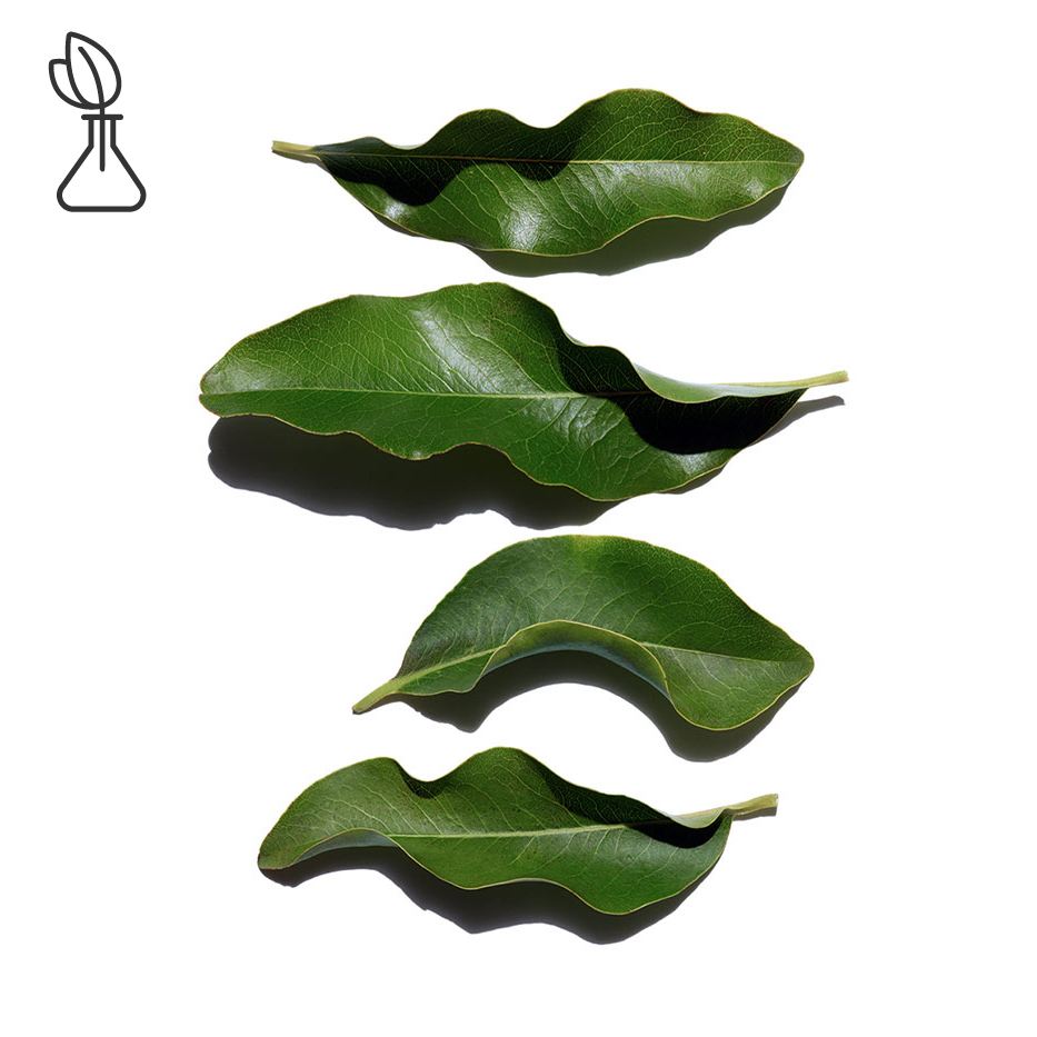 &Eacute;bano de &Aacute;frica-Extracto de &eacute;bano de &Aacute;frica bio-Diospyros mespiliformis leaf extract