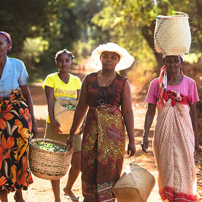 Imagen mujeres recolectando plantas