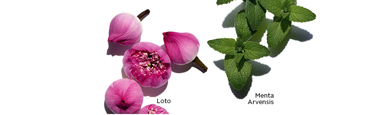 Imágenes de ingredientes Lotus, Manzanilla y Menta Arvensis.